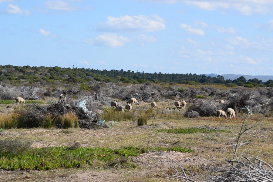  Bedroom Property for Sale in Stilbaai Rural Western Cape